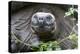 Ecuador, Galapagos Islands, Santa Cruz Highlands. Face of a Wild Galapagos Giant Tortoise-Ellen Goff-Premier Image Canvas