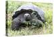 Ecuador, Galapagos Islands, Santa Cruz Highlands, Galapagos Giant Tortoise in the Grass-Ellen Goff-Premier Image Canvas