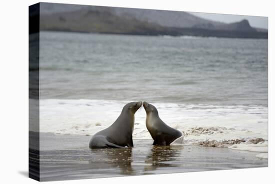 Ecuador, Galapagos Islands, Santiago Island. Galapagos Sea Lion-Kevin Oke-Premier Image Canvas