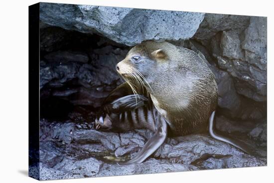 Ecuador, Galapagos Islands, Santiago, Puerto Egas. Galapagos Sea Lion in the Rocks-Ellen Goff-Premier Image Canvas