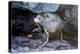 Ecuador, Galapagos Islands, Santiago, Puerto Egas. Galapagos Sea Lion in the Rocks-Ellen Goff-Premier Image Canvas