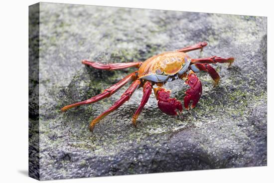 Ecuador, Galapagos Islands, Sombrero Chino. Sally Lightfoot Crab on Rock-Ellen Goff-Premier Image Canvas