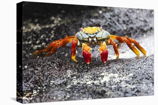 Ecuador, Galapagos Islands, Sombrero Chino. Sally Lightfoot Crab on Wet Rocks-Ellen Goff-Premier Image Canvas