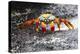 Ecuador, Galapagos Islands, Sombrero Chino. Sally Lightfoot Crab on Wet Rocks-Ellen Goff-Premier Image Canvas