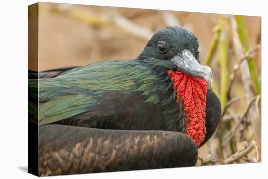 Ecuador, Galapagos National Park. Close-up of Male Great Frigatebird-Cathy & Gordon Illg-Premier Image Canvas