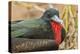 Ecuador, Galapagos National Park. Close-up of Male Great Frigatebird-Cathy & Gordon Illg-Premier Image Canvas