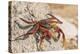 Ecuador, Galapagos National Park. Close-up of Sally light foot crab.-Jaynes Gallery-Premier Image Canvas