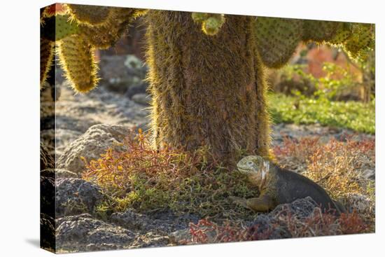 Ecuador, Galapagos National Park. Land Iguana and Cactus-Cathy & Gordon Illg-Premier Image Canvas