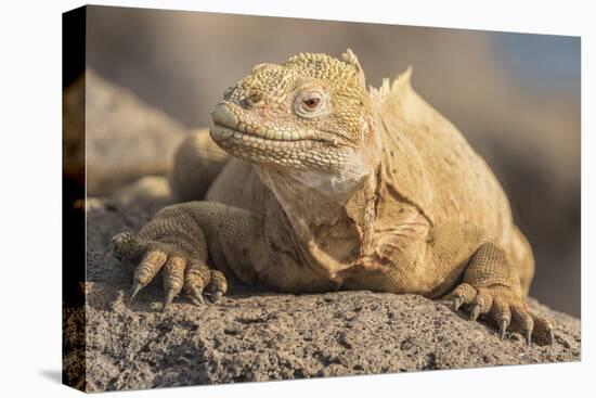 Ecuador, Galapagos National Park. Land iguana close-up.-Jaynes Gallery-Premier Image Canvas