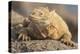 Ecuador, Galapagos National Park. Land iguana close-up.-Jaynes Gallery-Premier Image Canvas