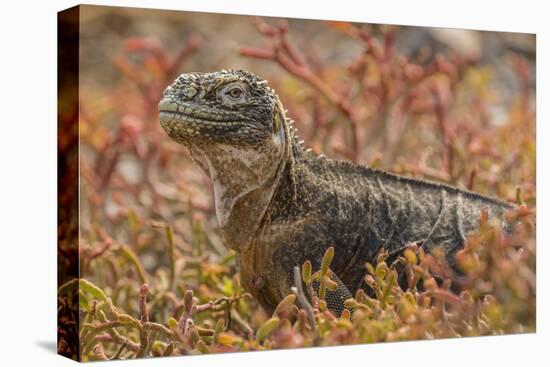 Ecuador, Galapagos National Park. Land iguana in red portulaca plants.-Jaynes Gallery-Premier Image Canvas