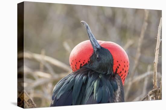 Ecuador, Galapagos National Park. Male Frigatebird displaying throat sac.-Jaynes Gallery-Premier Image Canvas