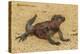 Ecuador, Galapagos National Park. Marine Iguana on Sand-Cathy & Gordon Illg-Premier Image Canvas