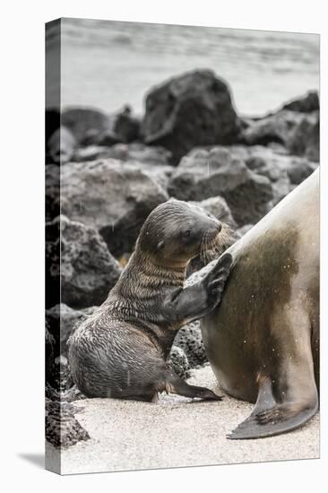 Ecuador, Galapagos National Park. Sea lion and pup.-Jaynes Gallery-Premier Image Canvas