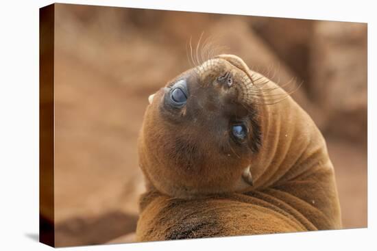 Ecuador, Galapagos National Park. Sea Lion Close-up-Cathy & Gordon Illg-Premier Image Canvas