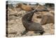 Ecuador, Galapagos National Park. Sea Lion Playing with Stick-Cathy & Gordon Illg-Premier Image Canvas