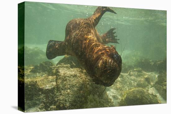 Ecuador, Galapagos National Park. Sea Lion Pup Underwater-Cathy & Gordon Illg-Premier Image Canvas