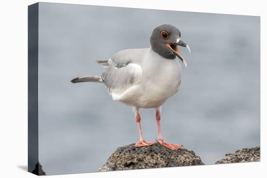 Ecuador, Galapagos National Park. Swallow-tailed gull panting to stay cool.-Jaynes Gallery-Premier Image Canvas