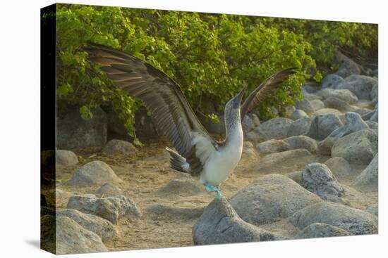 Ecuador, Galapagos NP, San Cristobal. Blue-Footed Booby Displaying-Cathy & Gordon Illg-Premier Image Canvas