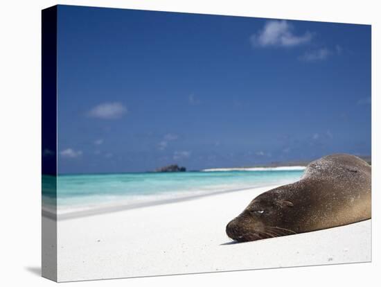 Ecuador, Galapagos, Sunbathing Sea Lion on the Stunning Beaches of San Cristobal, Galapagos-Niels Van Gijn-Premier Image Canvas