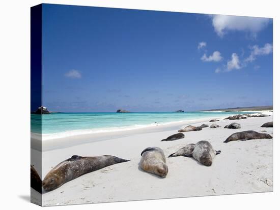 Ecuador, Galapagos, Sunbathing Sea Lions on the Stunning Beaches of San Cristobal, Galapagos-Niels Van Gijn-Premier Image Canvas