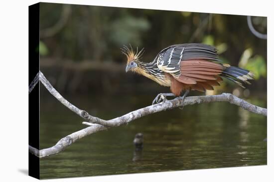 Ecuador, Orellana, Napo River. Hoatzin on Branch over Lake Garzacocha-Kevin Oke-Premier Image Canvas