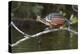 Ecuador, Orellana, Napo River. Hoatzin on Branch over Lake Garzacocha-Kevin Oke-Premier Image Canvas