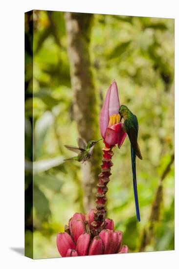 Ecuador, Tandayapa Bird Lodge. Hummingbirds on banana flower.-Jaynes Gallery-Premier Image Canvas
