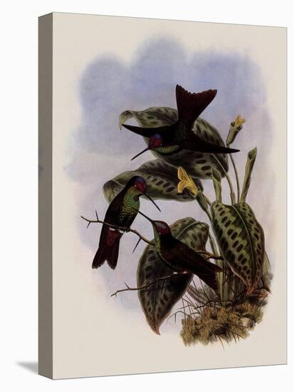 Ecuadorean Rainbow, Diphlog?na Hesperus-John Gould-Premier Image Canvas