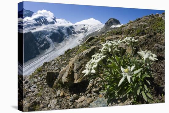 Edelweiss And Glacier-Dr. Juerg Alean-Premier Image Canvas