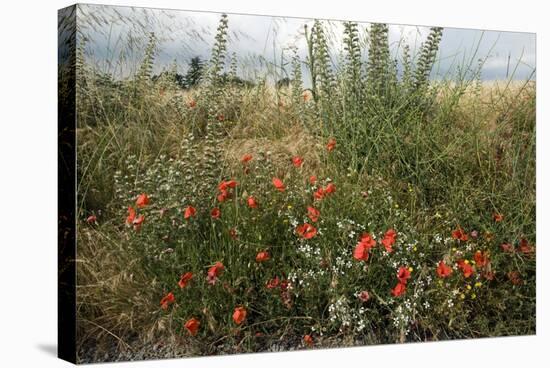 Edge of Field with Wildflowers-Paul Harcourt Davies-Premier Image Canvas