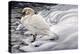 Edge of Light - Mute Swan-Jeff Tift-Premier Image Canvas