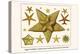 Edged Starfishes, Cushion Star, Sun Star, Red Comb Star, Sand Star-Albertus Seba-Stretched Canvas