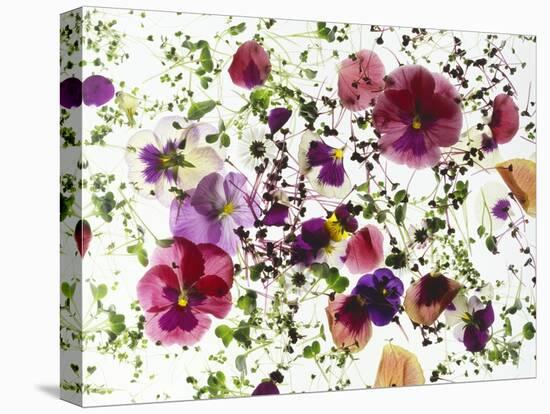 Edible Flowers and Sprouts-Luzia Ellert-Premier Image Canvas