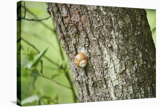 Edible snail, helix pomatia, trunk, close-up-David & Micha Sheldon-Premier Image Canvas