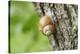 Edible snail, helix pomatia, trunk, close-up-David & Micha Sheldon-Premier Image Canvas