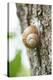 Edible snail, helix pomatia, trunk, close-up-David & Micha Sheldon-Stretched Canvas