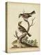 Edwards Bird Pairs II-George Edwards-Stretched Canvas