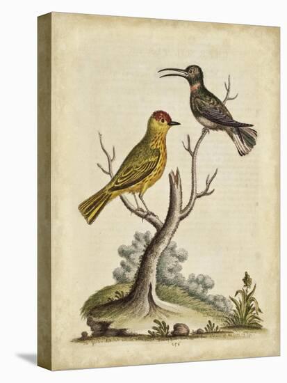 Edwards Bird Pairs IV-George Edwards-Stretched Canvas
