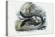 Eel, 1863-79-Raimundo Petraroja-Premier Image Canvas