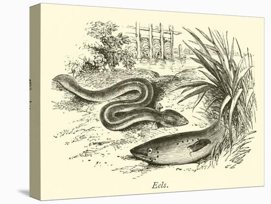 Eels-null-Premier Image Canvas