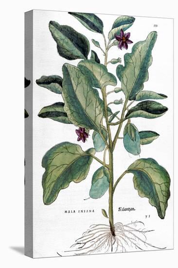 Eggplant, 1735-Elizabeth Blackwell-Premier Image Canvas