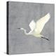 Egret Alighting II Flipped Gray No Grass-Kathrine Lovell-Stretched Canvas