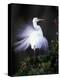 Egret Breeding Plumage, Venice, Florida, USA-Art Wolfe-Premier Image Canvas