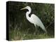 Egret, Everglades National Park, Unesco World Heritage Site, Florida, USA-Ethel Davies-Premier Image Canvas