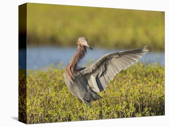 Egret hunting for prey, Egret rufescens, Espiritu Santo, Welder Flats, San Antonio Bay, Texas-Maresa Pryor-Premier Image Canvas