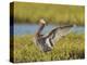 Egret hunting for prey, Egret rufescens, Espiritu Santo, Welder Flats, San Antonio Bay, Texas-Maresa Pryor-Premier Image Canvas