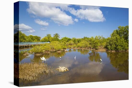 Egret in Mangroves, Playa Pesquero, Holguin Province, Cuba, West Indies, Caribbean, Central America-Jane Sweeney-Premier Image Canvas