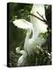 Egret Keeps Her Baby under Her Wing on a Tree, on the Banks of the River Brahmaputra in India-null-Premier Image Canvas