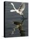 Egret Takes Off from River Ganges in Haridwar, India-null-Premier Image Canvas